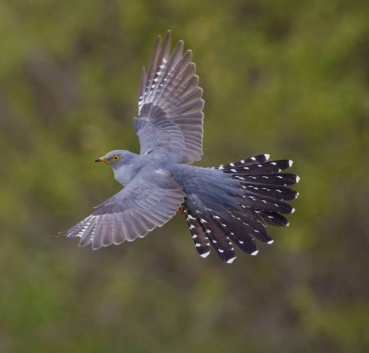 Bilde av en gjøk (cuckoo) som flyr gjennom luften